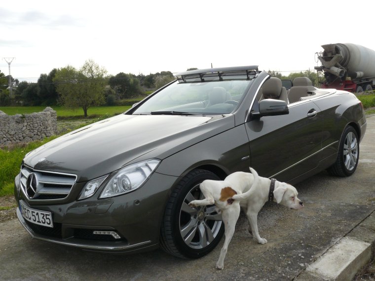 Кот на мерседесе