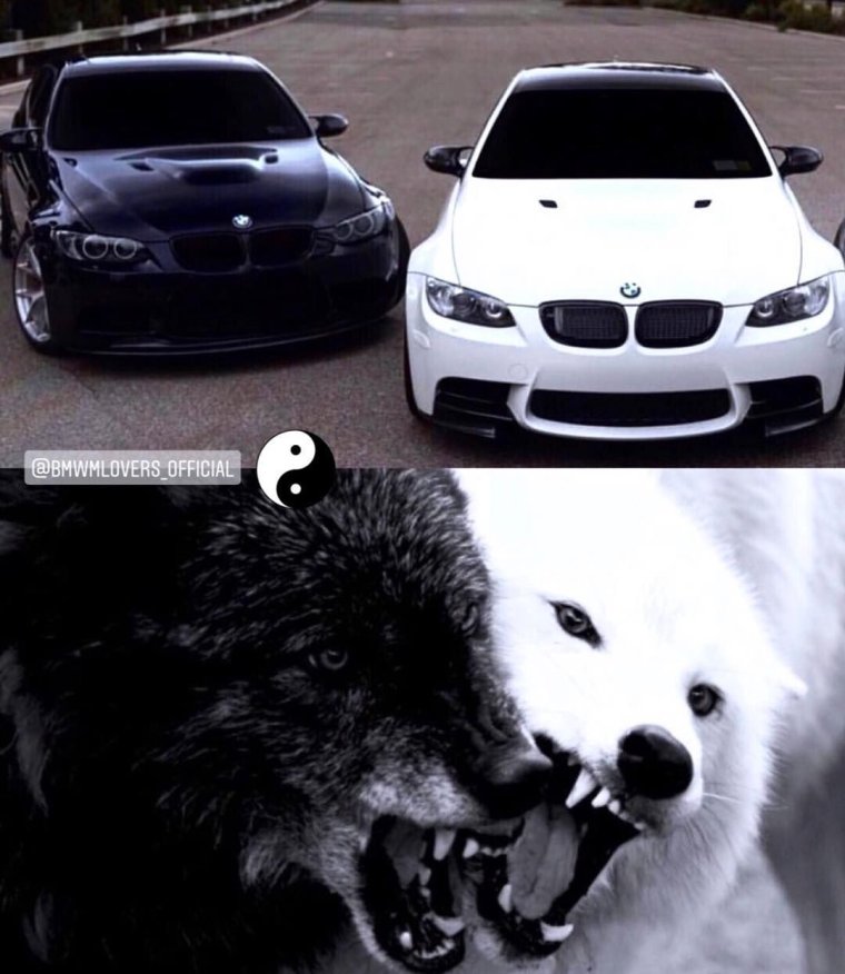 BMW И питбуль