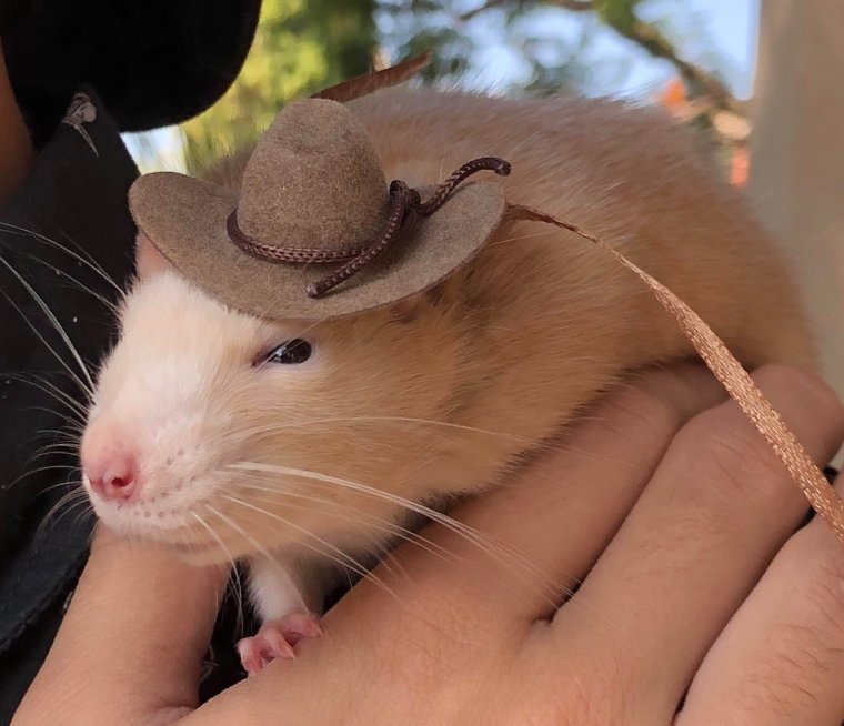 Крыса с крысятами