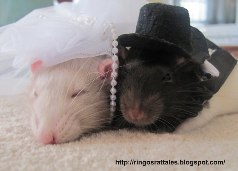 Свадьба крысок