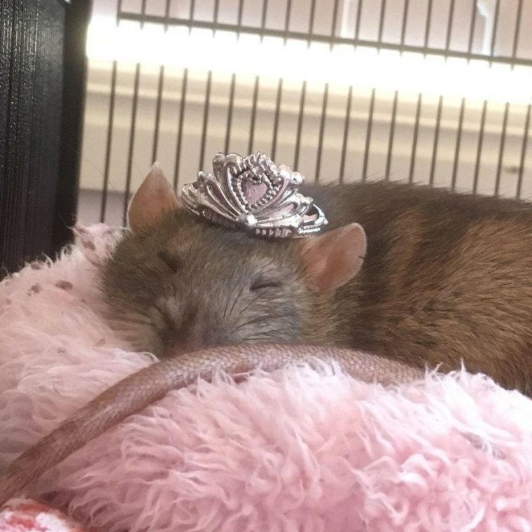 Крыса с короной