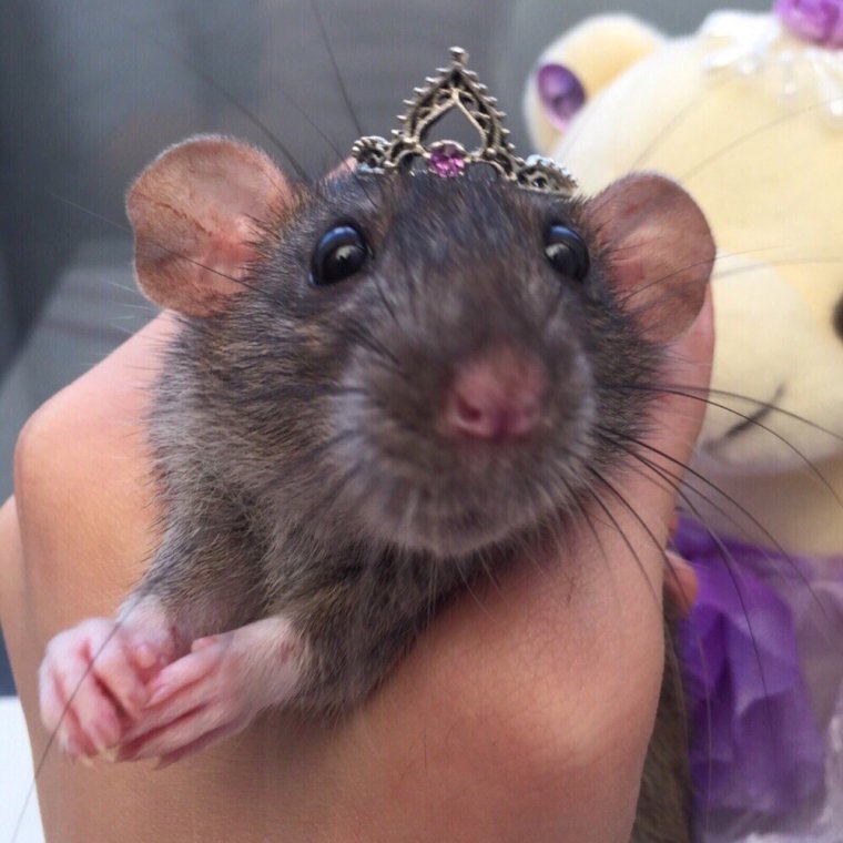 Гламурная крыса