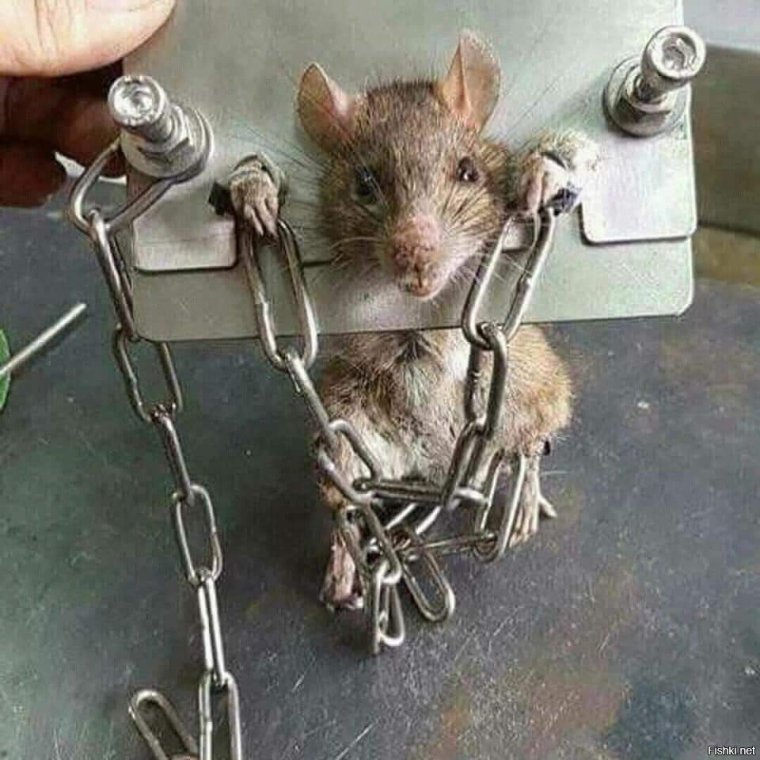 Наглая мышь