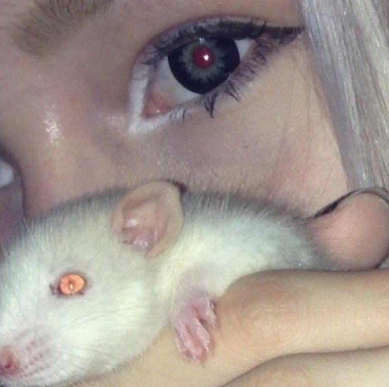 Крысы Эстетика