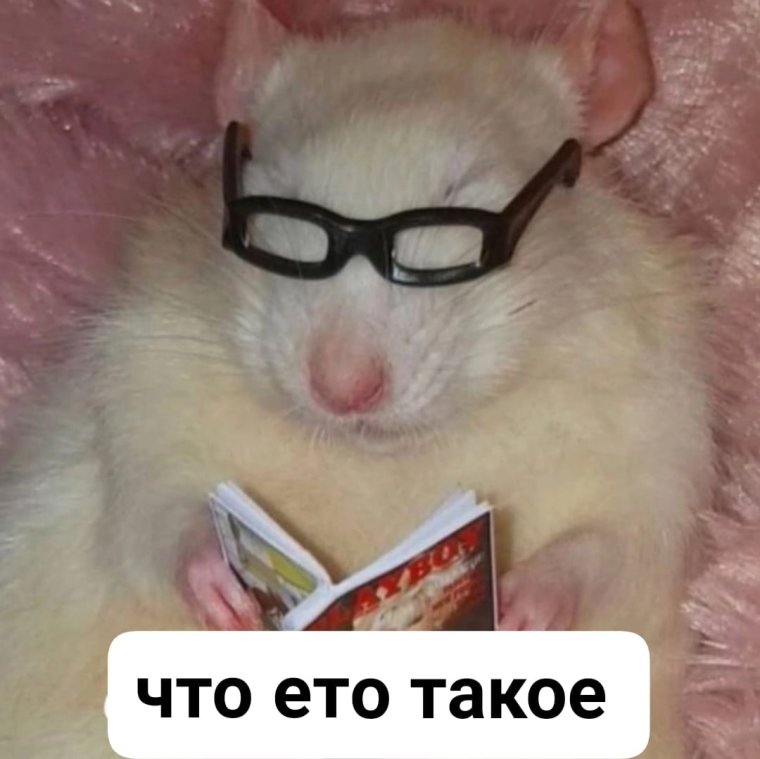 Хомяк в очках