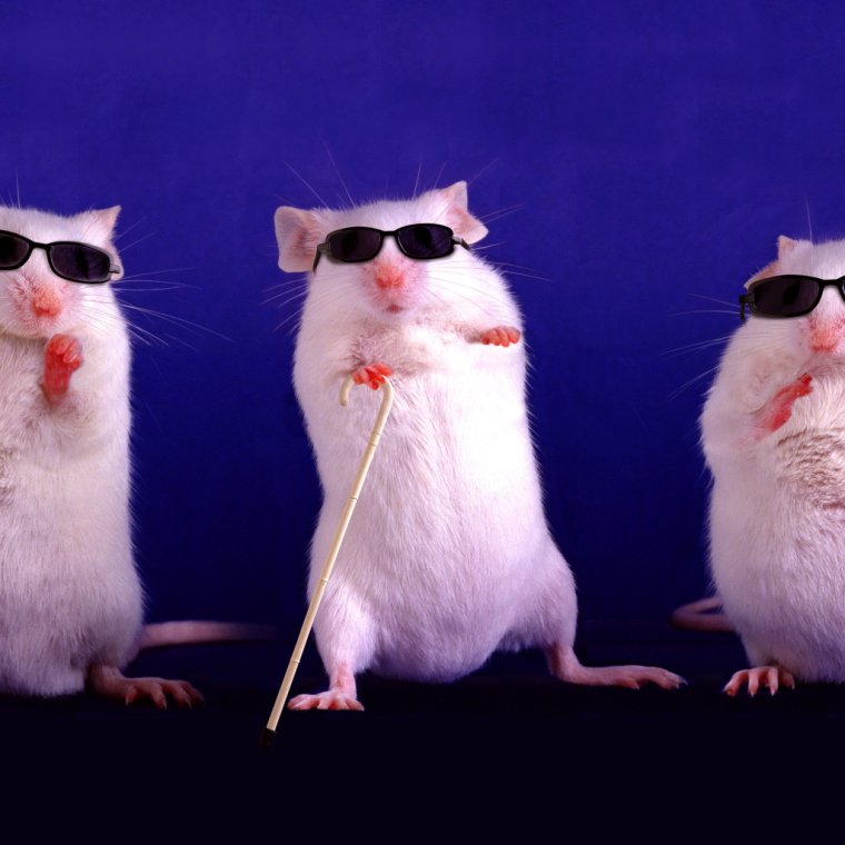 Крысиный коллектив