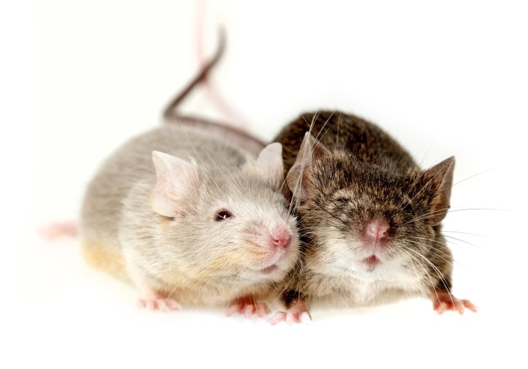 Две мышки обнимаются