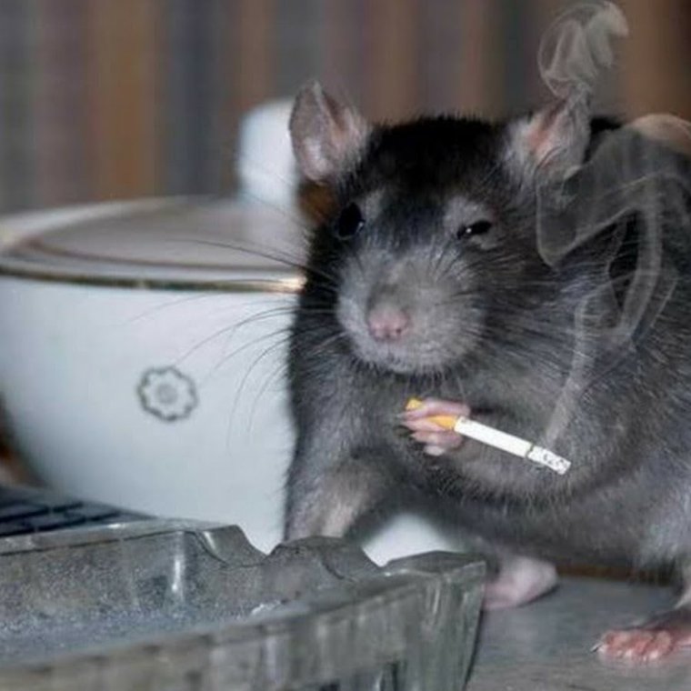 Крыса с сигаретой