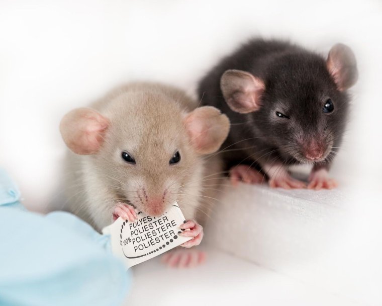 Две мыши черная и белая