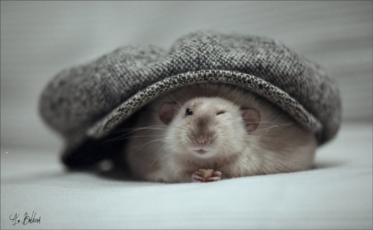 Ксения Кайдорина