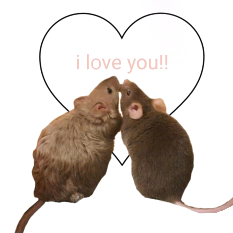 Крысы подруги