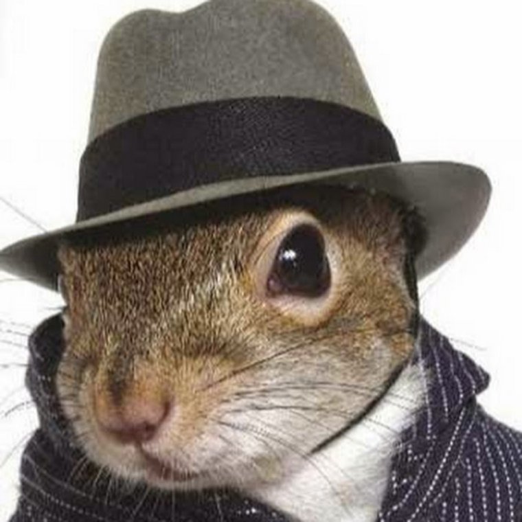 Крысы в шляпках