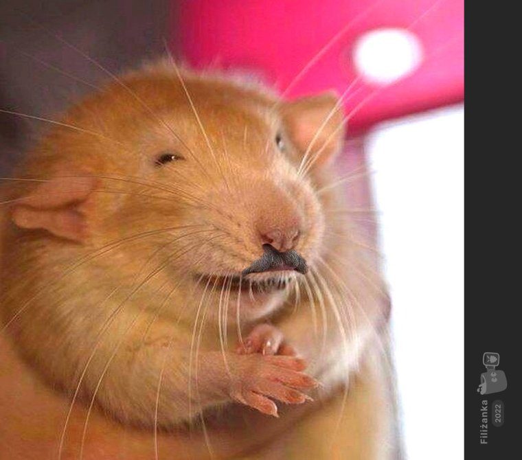 Крыса улыбается