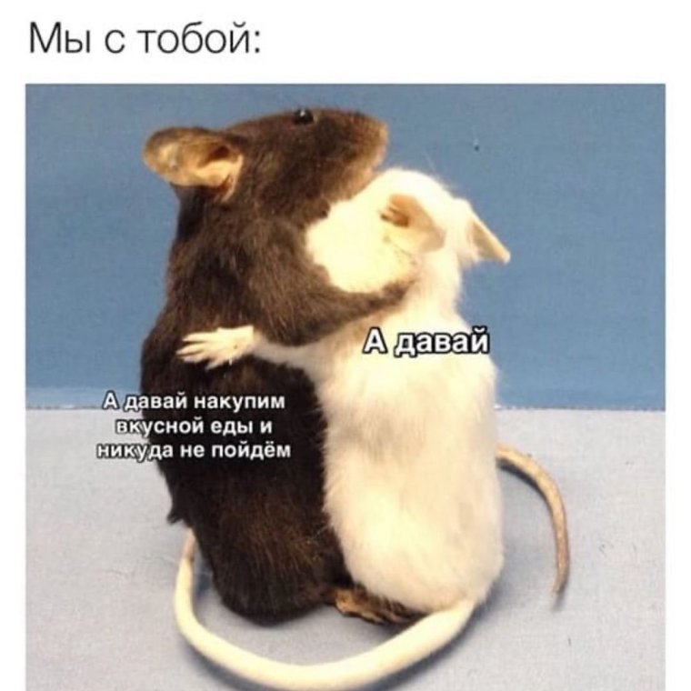 Мыши обнимаются