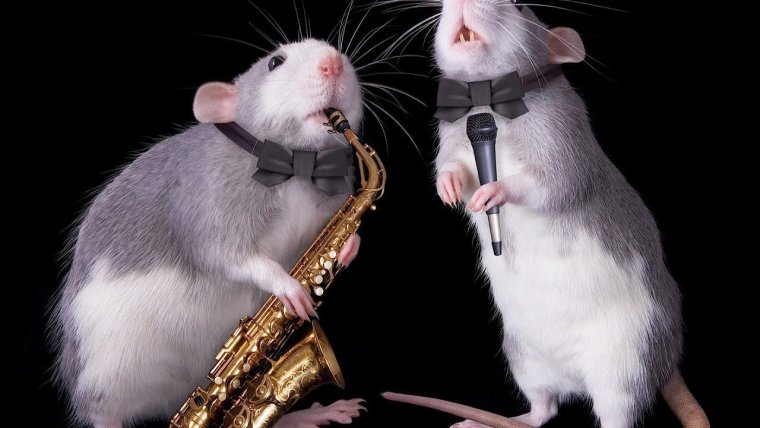 Две крысы поют