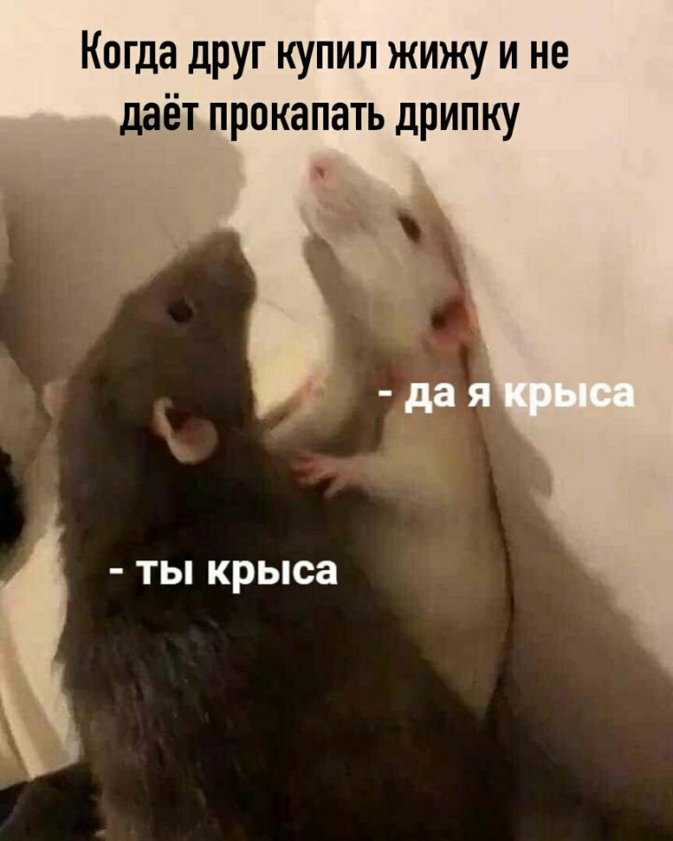 Ты крыса