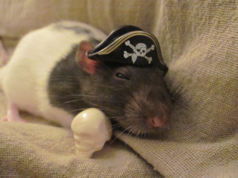 Мышонок пират