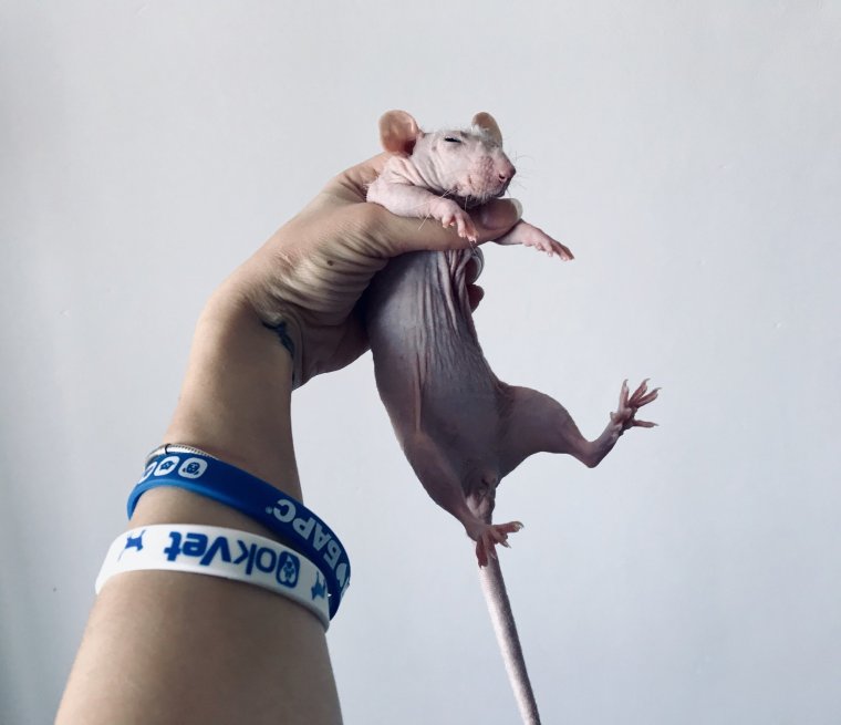 Крыса картина