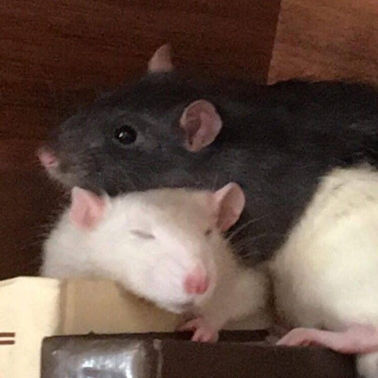 Рисуночек крысы