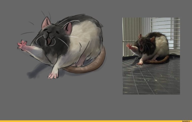 Крыса интересуется