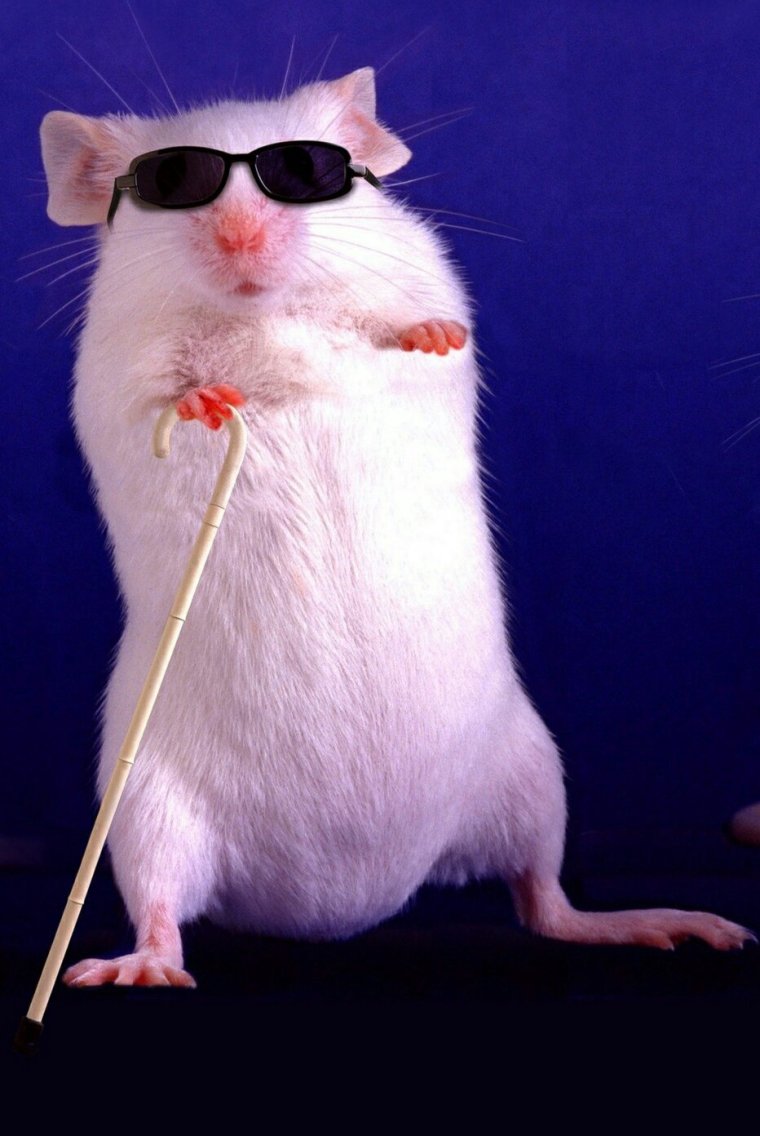 Крыса Дамбо Рататуй