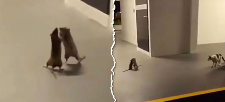 Каракал кот шлёпа