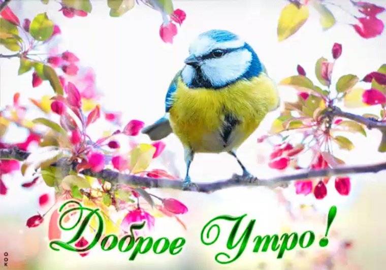 Доброе утро с птицами