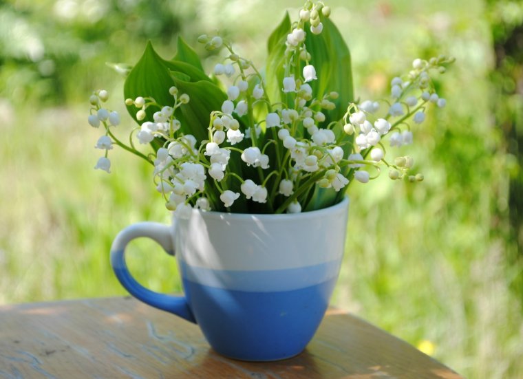 Ландыши утро