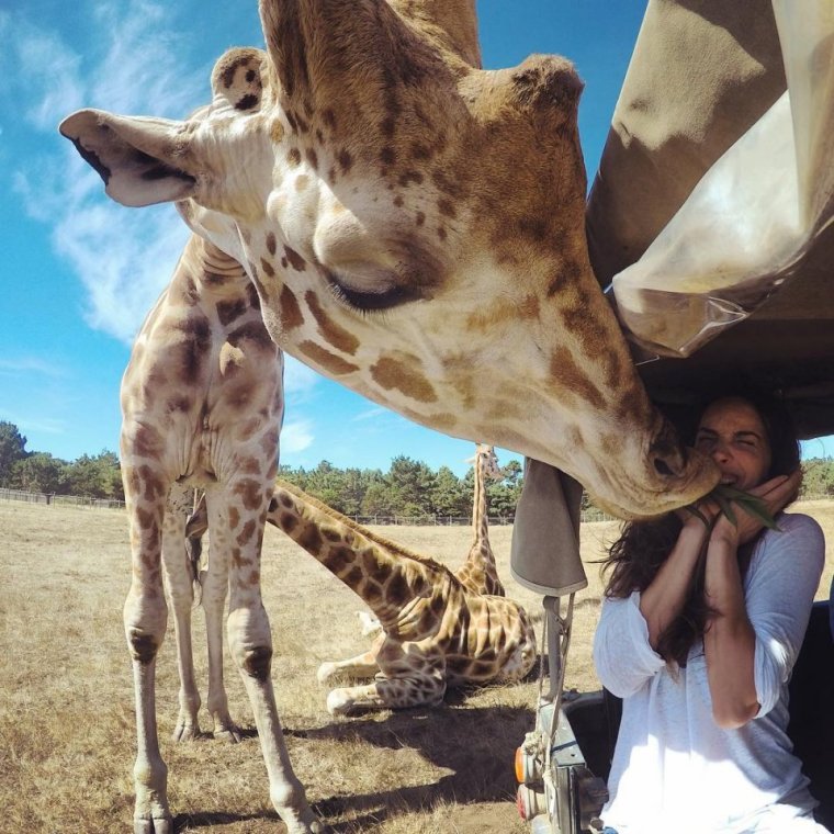 Жираф наклоняется