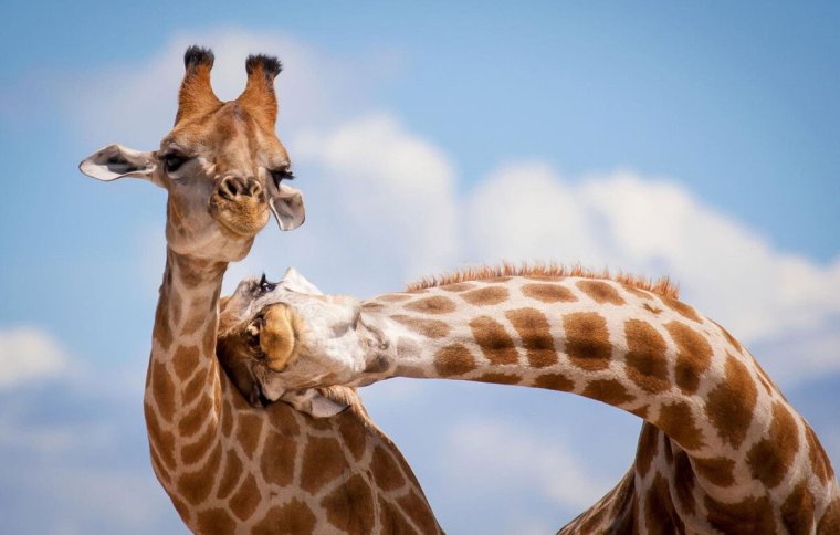 Веселый Жираф