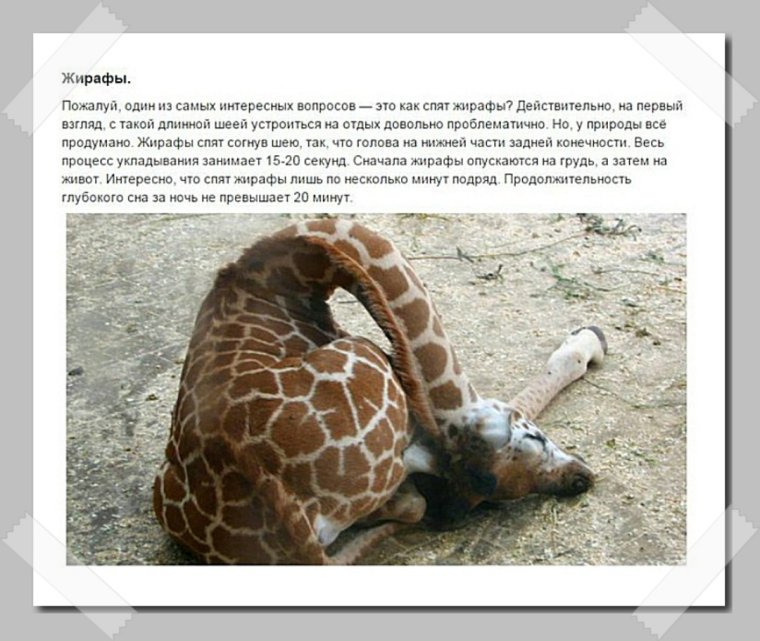 Удачные кадры животных