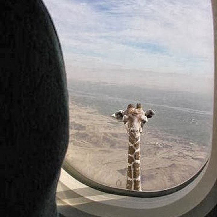 Жираф и Единорог