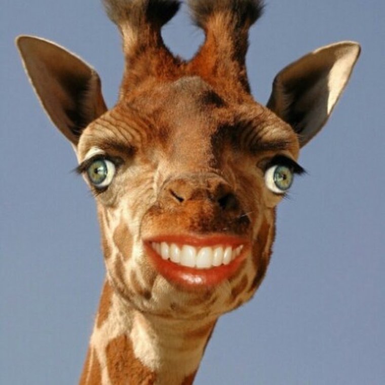 Окапи Лесной Жираф