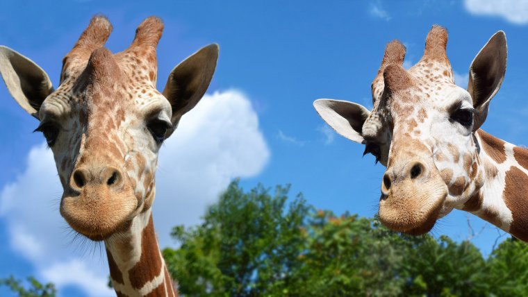 Смешные животные