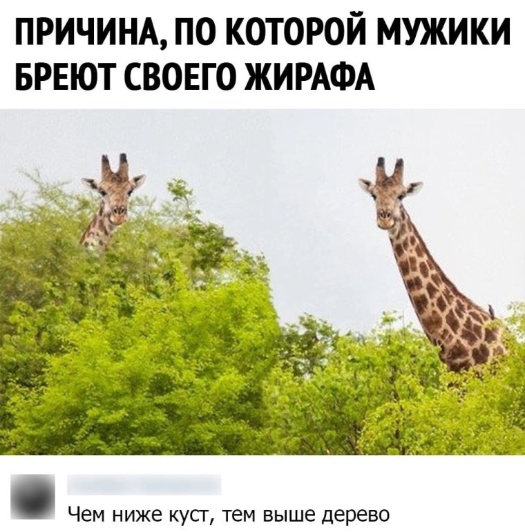 Сумасшедший Жираф