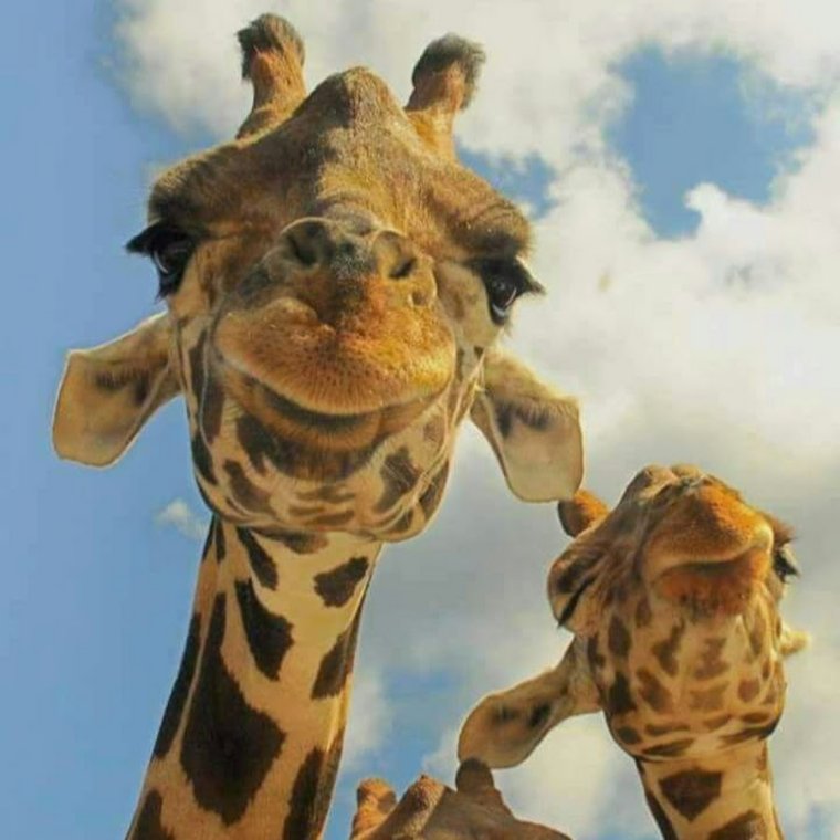 Селфи с жирафом