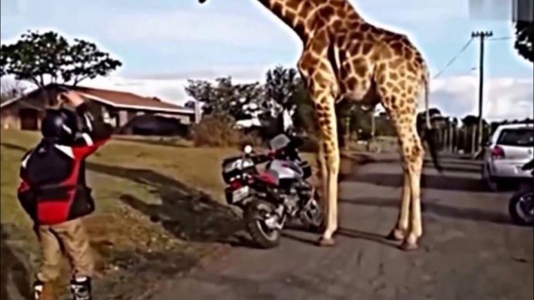 Жираф и Единорог