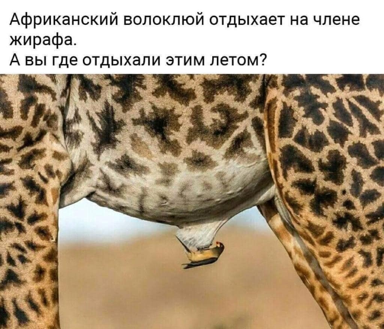 Премия comedy Wildlife Photography