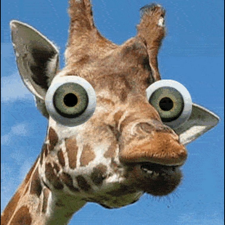 Жираф в очках