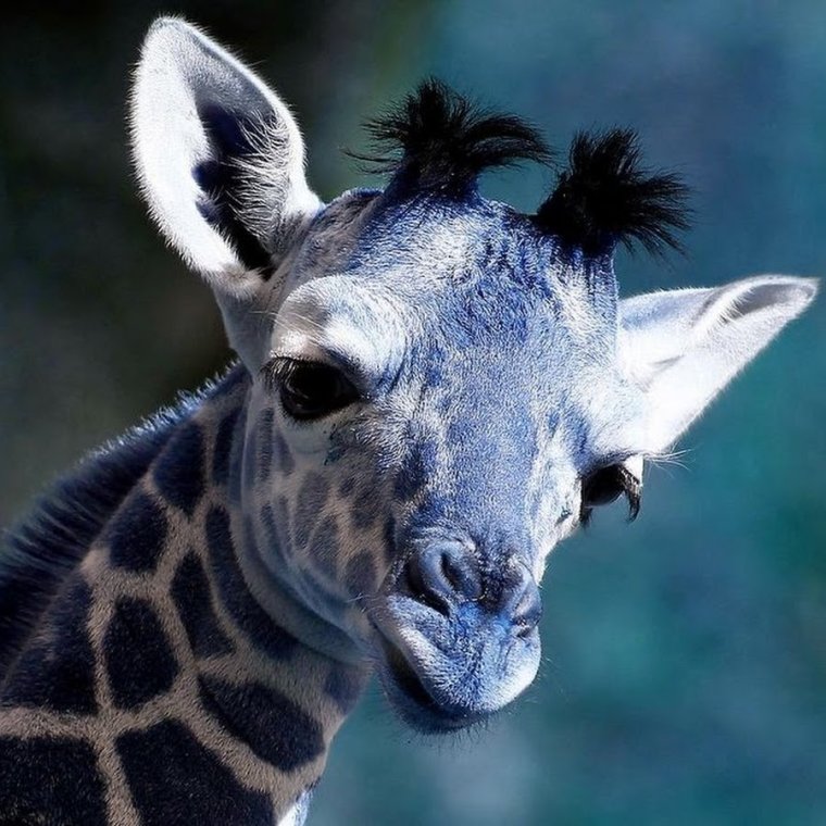 Занзибар Жираф