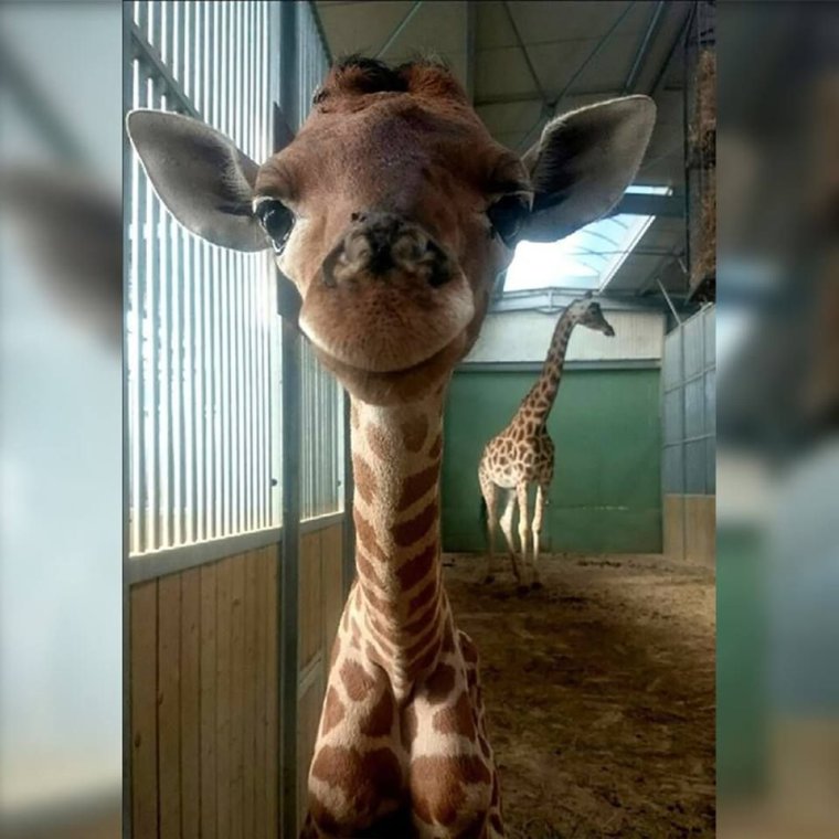 Жирафик Мем