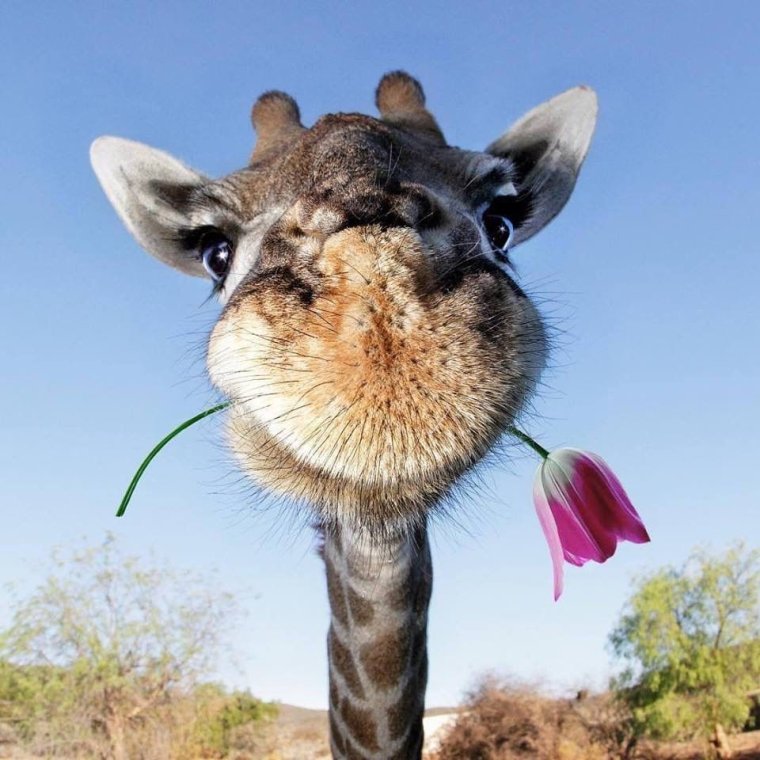 Жираф сел на мотоцикл