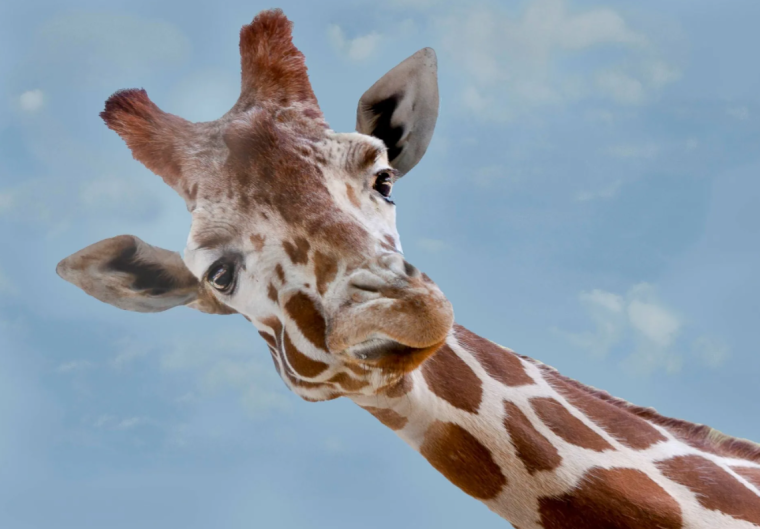 Жираф в очках вектор