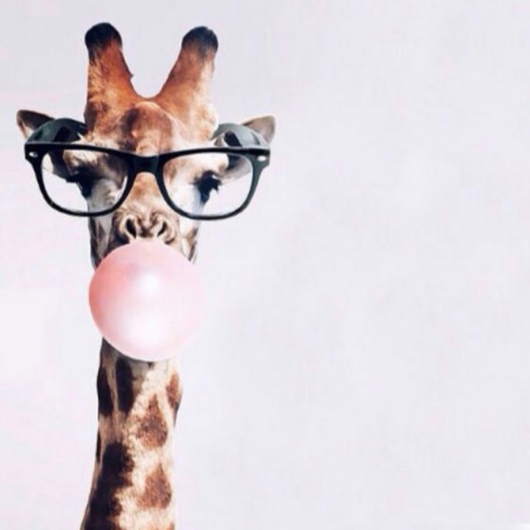 Жираф прыгает