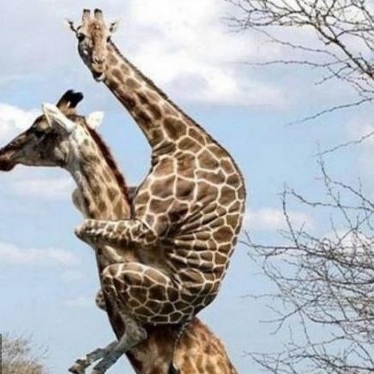 Танзания Занзибар сафари