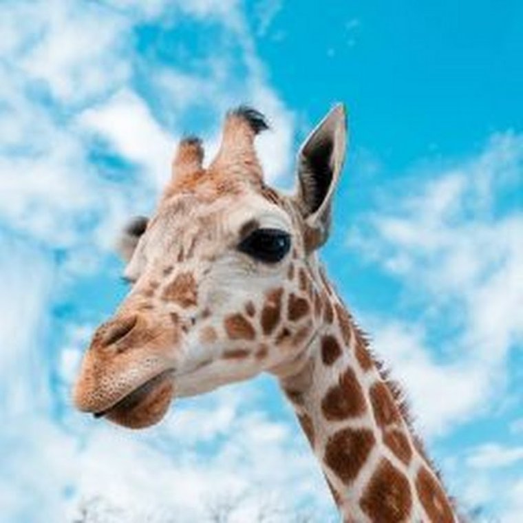 Селфи с жирафом