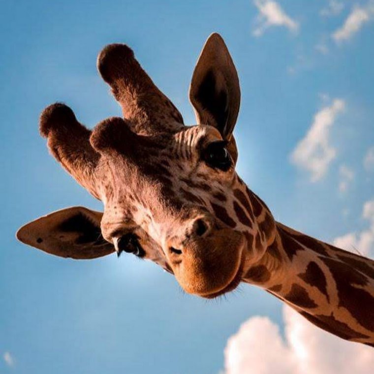 Дурацкий Жираф