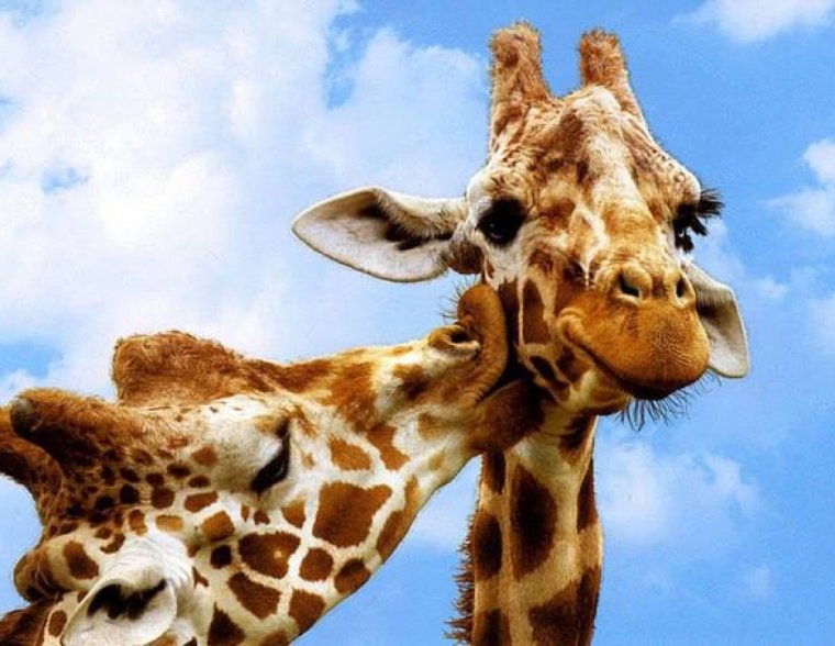 Удивленный Жираф