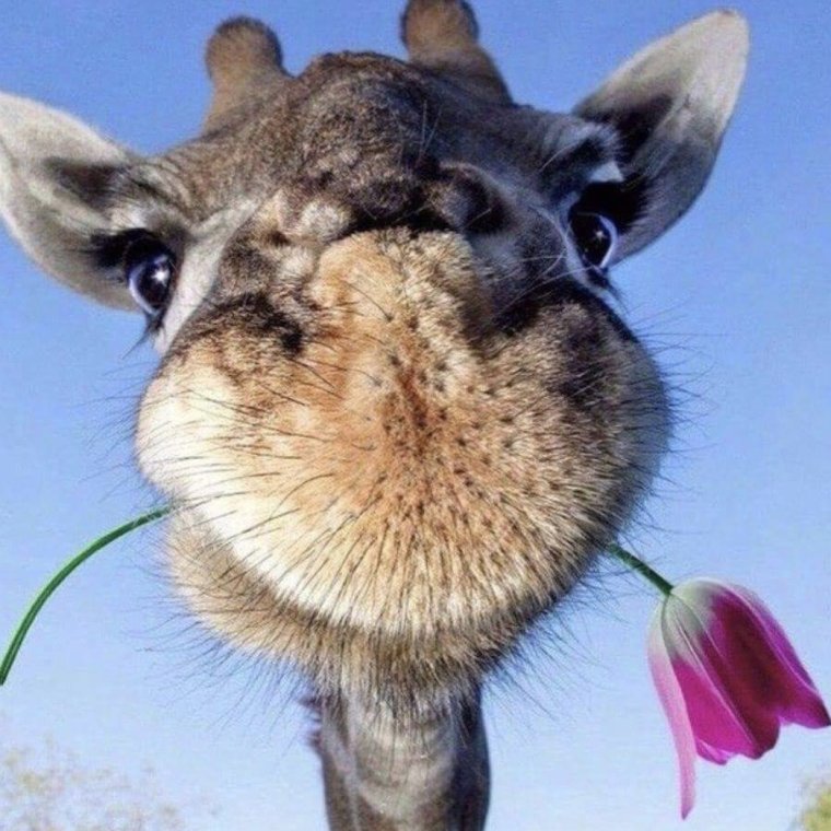 Жираф проснулся