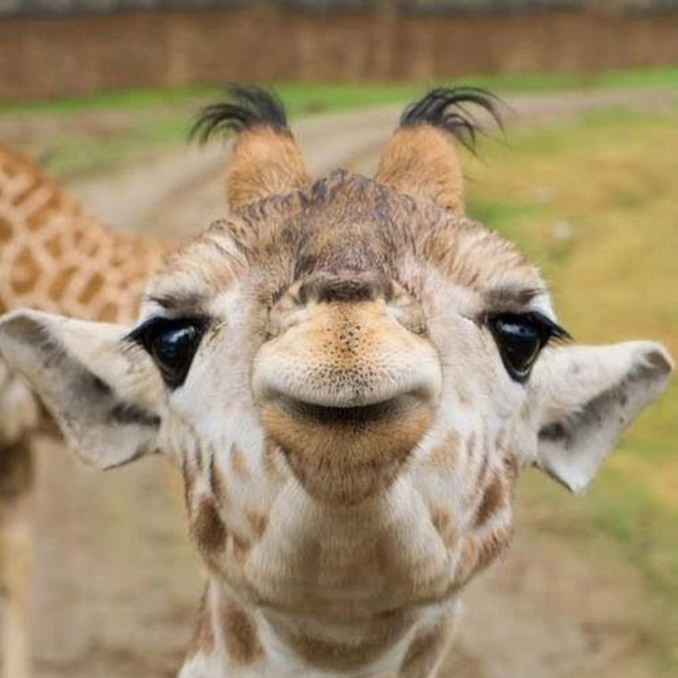 Жираф улыбается